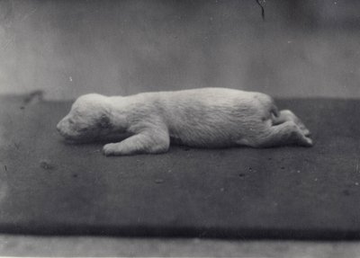 1920年1月、ロンドン動物園の毛布の上に横たわった、まだ目が開いていないシロクマの子 作： Frederick William Bond